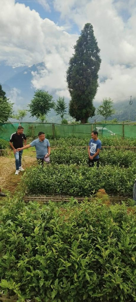 Preparation for tea cultivation in Dentam's Gumpadanda