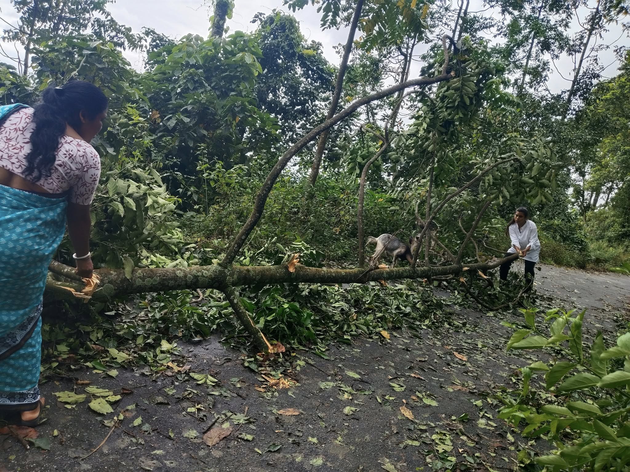 सामसिङबाट गोरूबथान जाने वैकल्पिक मार्गमा समस्या