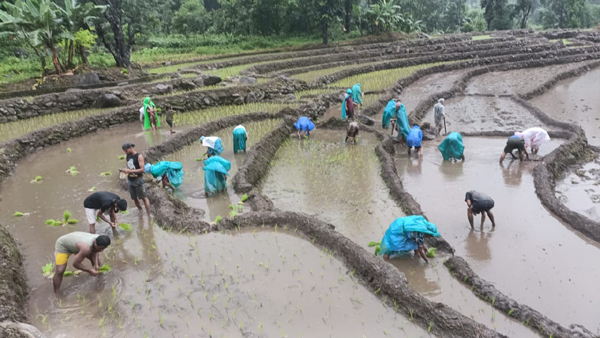 Read more about the article धान खेती धान रोपाईको परम्परालाई सुरक्षित राख्दै बाघमारा बस्तीमा धान रोपाईको कार्य सम्पन्न