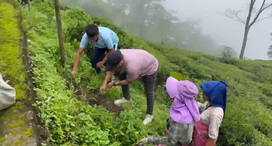 लप्चु चिया बगानमा रुखको बिरुवा रोपण कार्यक्रम
