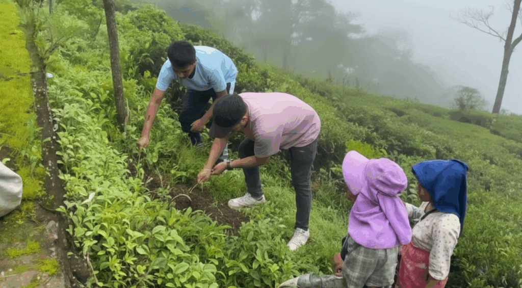 Tree planting program at Lapchu Tea Garden
