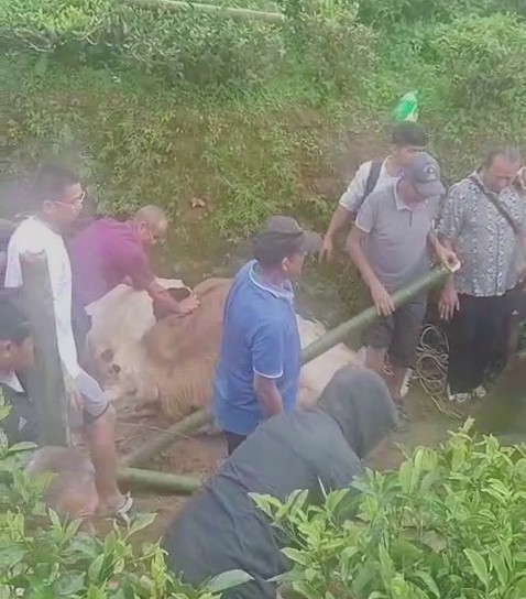 विमारी गाईलाई सुरक्षित स्थानमा राखियो