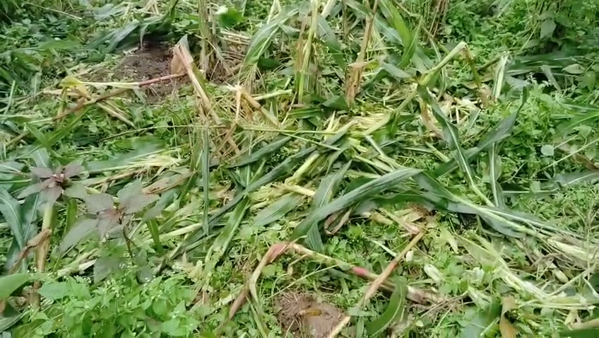 हरियो मकै पाक्ने बेलामा जंगली जनावरहरूको रगरगी