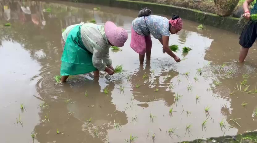 Read more about the article बाघमारा बस्तीमा धान रोपाईको कार्य गर्दै