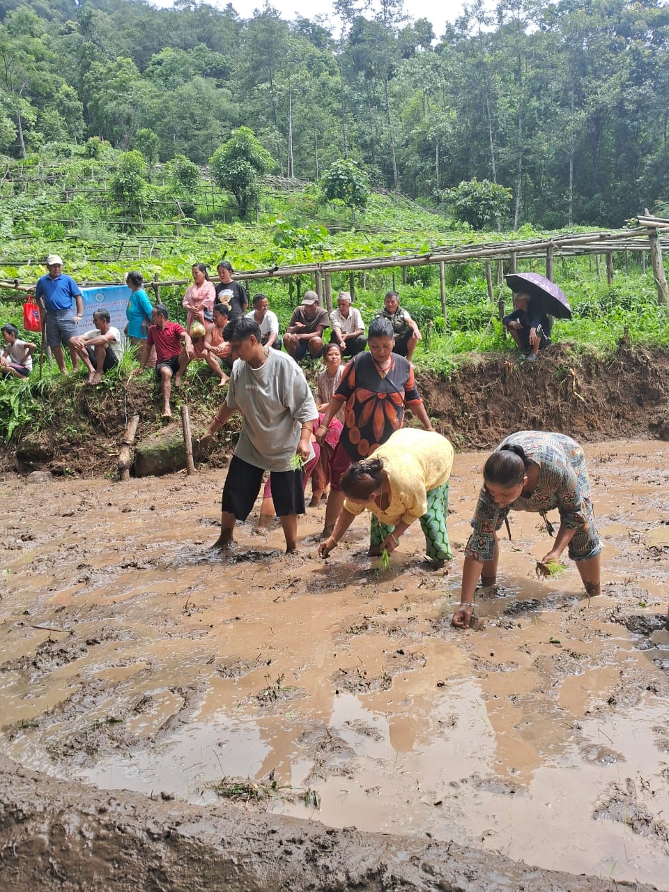 कृषि विभागद्वारा धानखेतीबारे प्रशिक्षण
