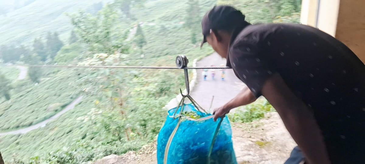 महल्दिरामदेखि जङ्गपानासम्म घिर्लिङ मार्फत चियापत्ती