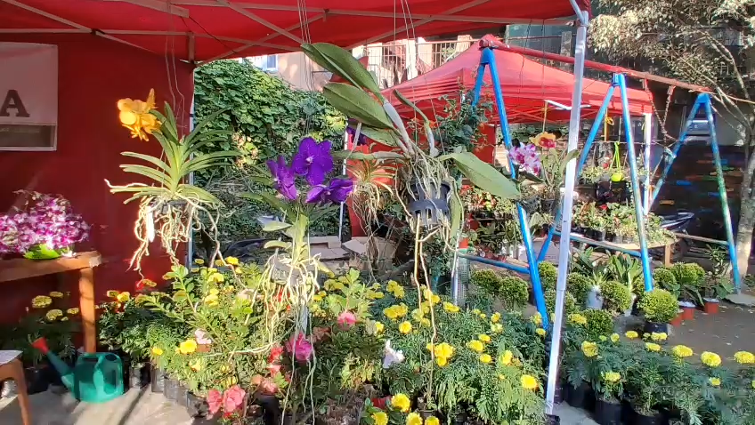 three-day flower show