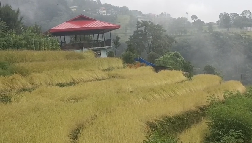 बेमौसमी झरीले धान खेती, कटनीमा ठूलो क्षति